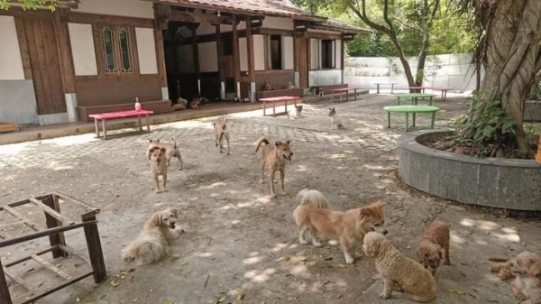 启牛配资 公益救助 让流浪小动物有个“家”