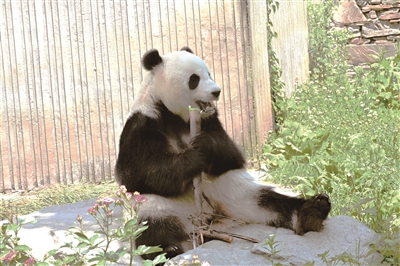 点点金 去四川看熊猫