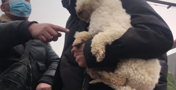 点点盈 狗市买狗花200块，原主人却揪住不放，比熊到底归谁？