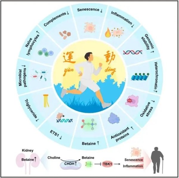大资本 运动抗衰老核心密码！这种天然物质能模拟运动收益